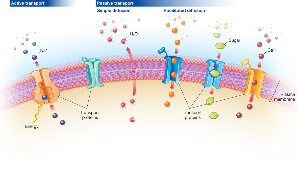 cell membrane diagram biology now
