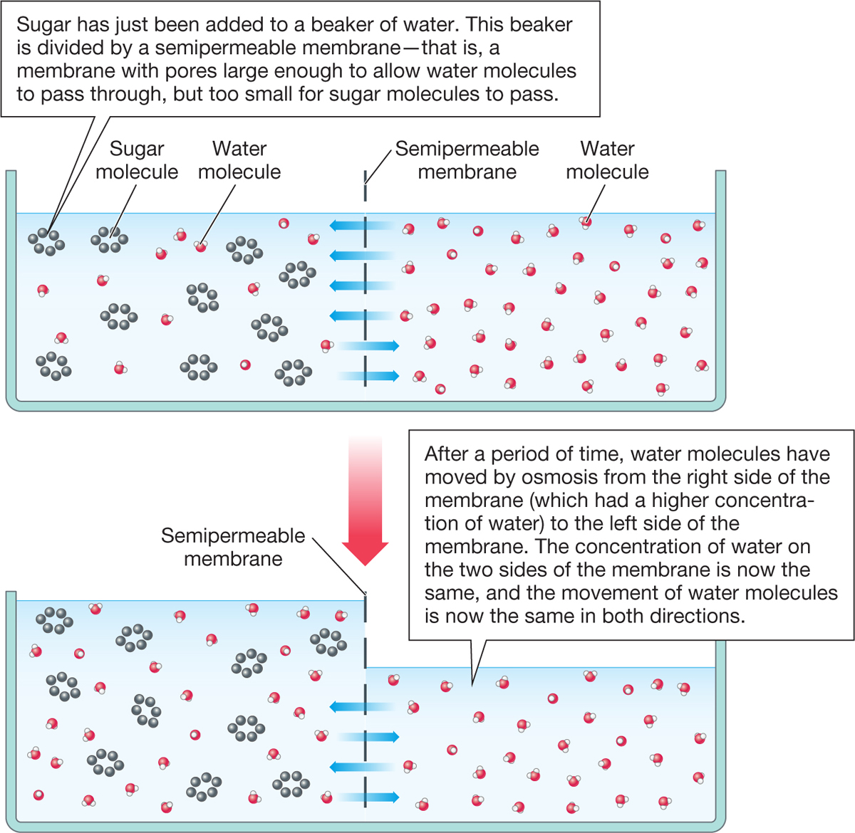 Permeable Cell Membrane