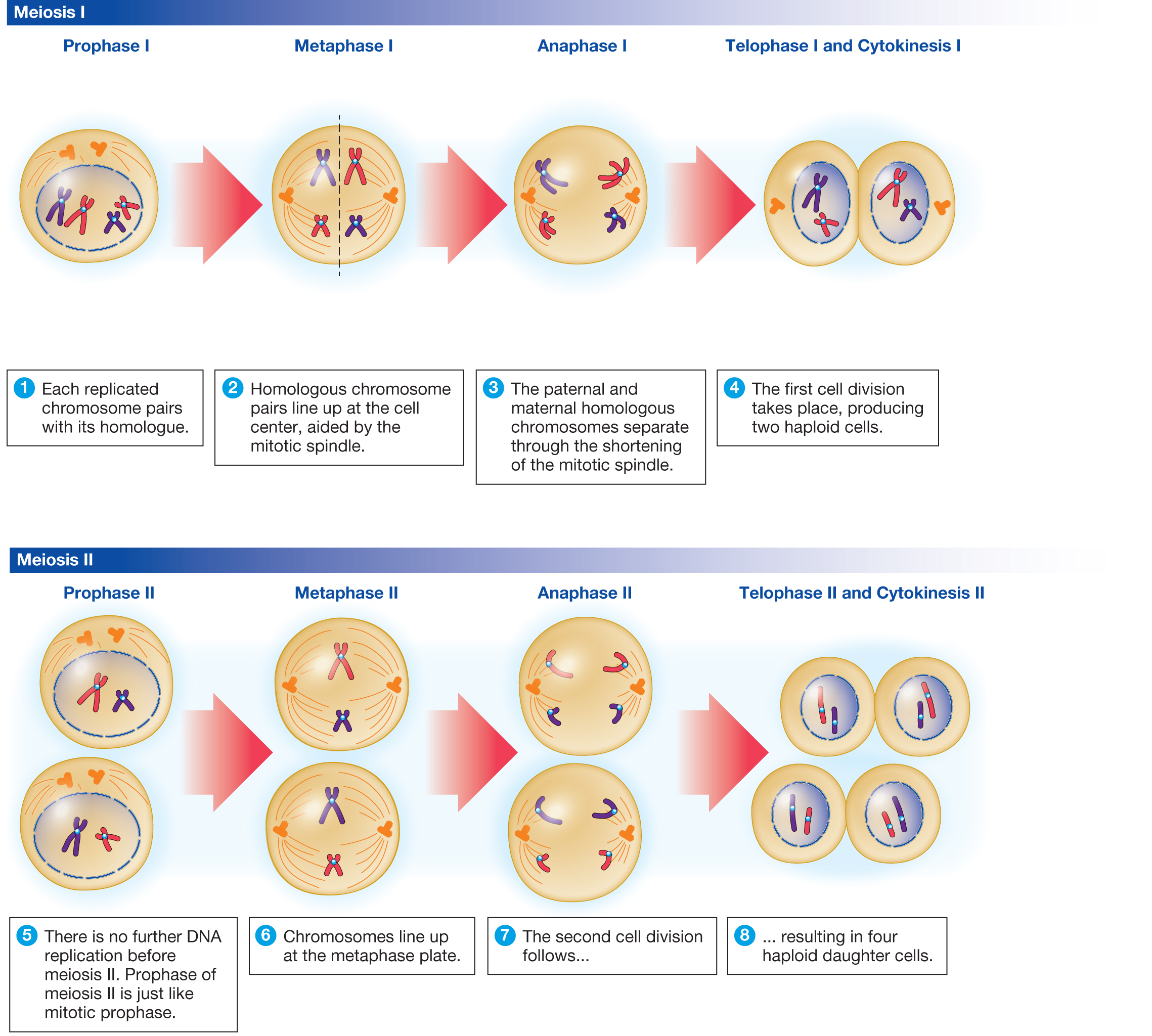 Stages Of Meiosis Simple