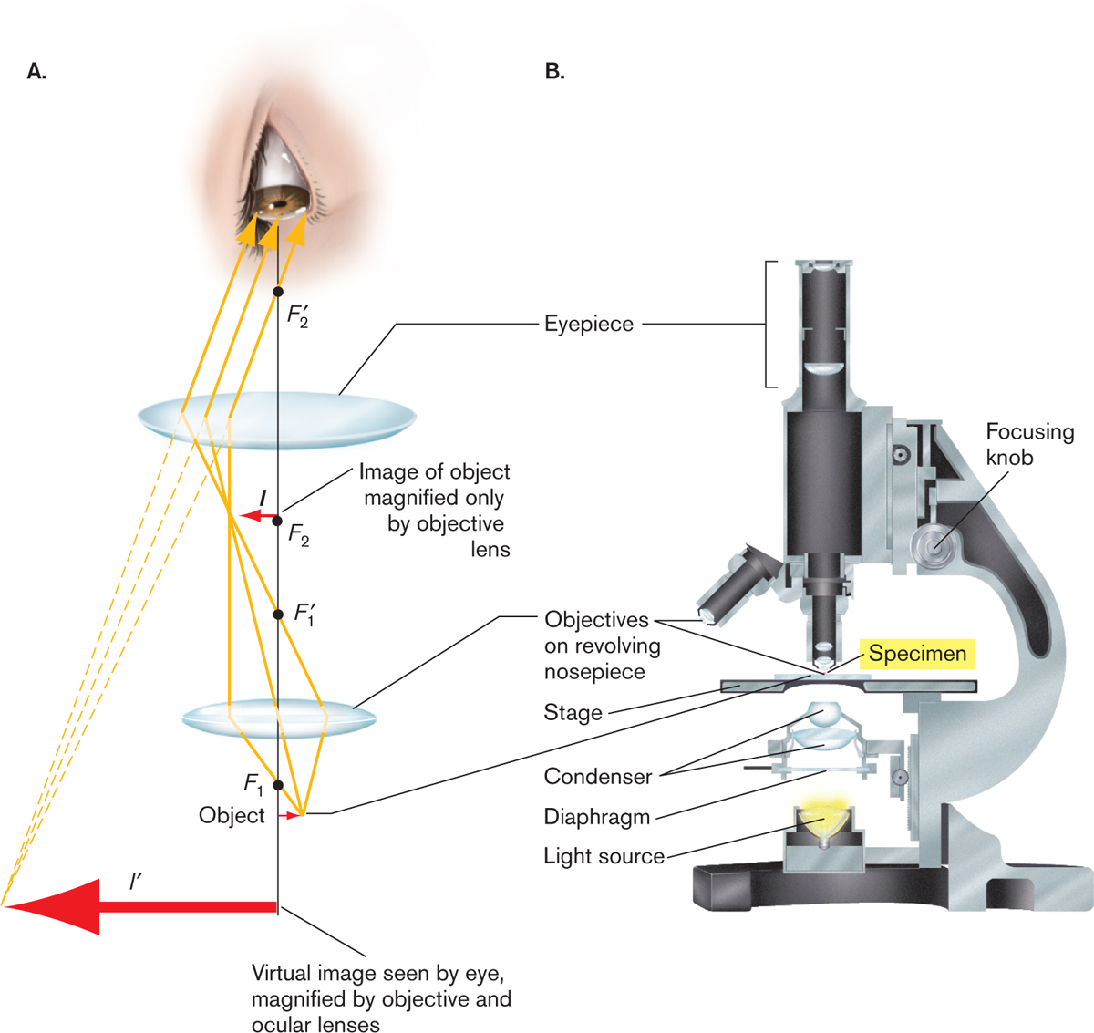 introduction to light microscopy