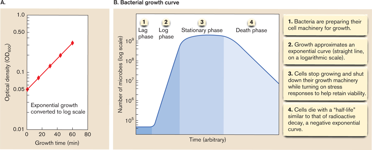 Doubling Time Equation For Bacteria - Tessshebaylo