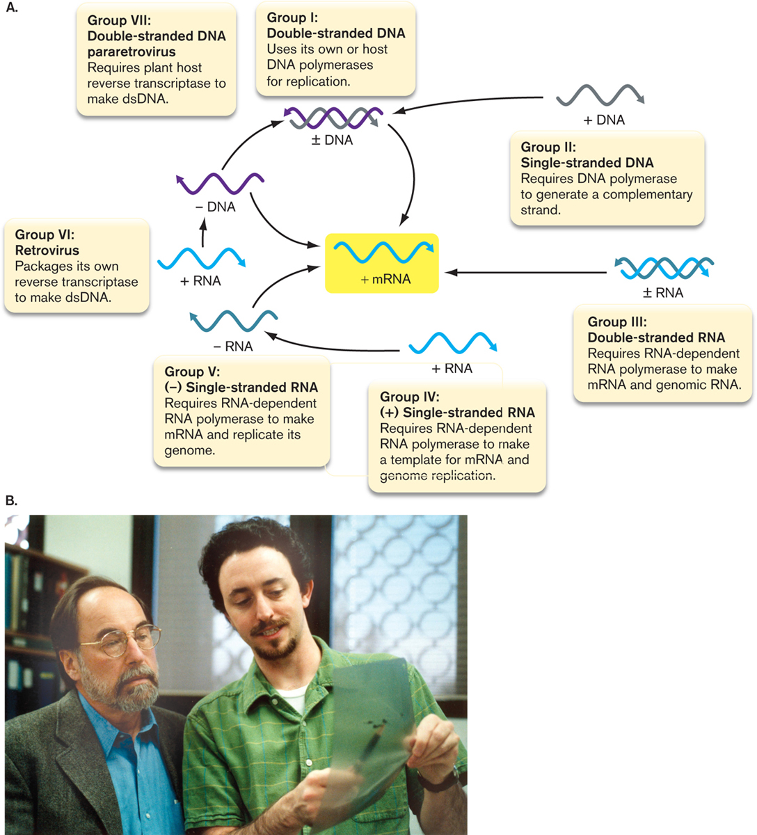 viruses of composition Microbiology 4E