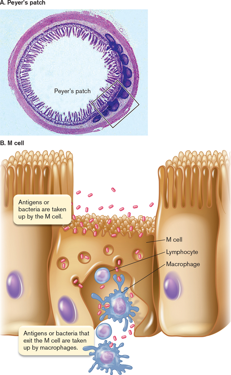 M Cell Peyer`S Patch