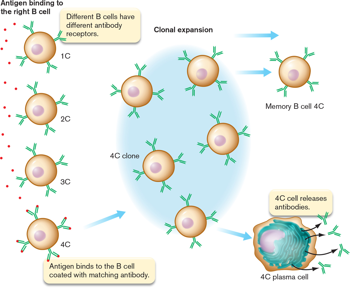 Clonal Expansion Of B Cells